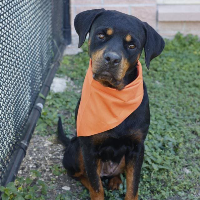 Happy golden retriever rescue dog