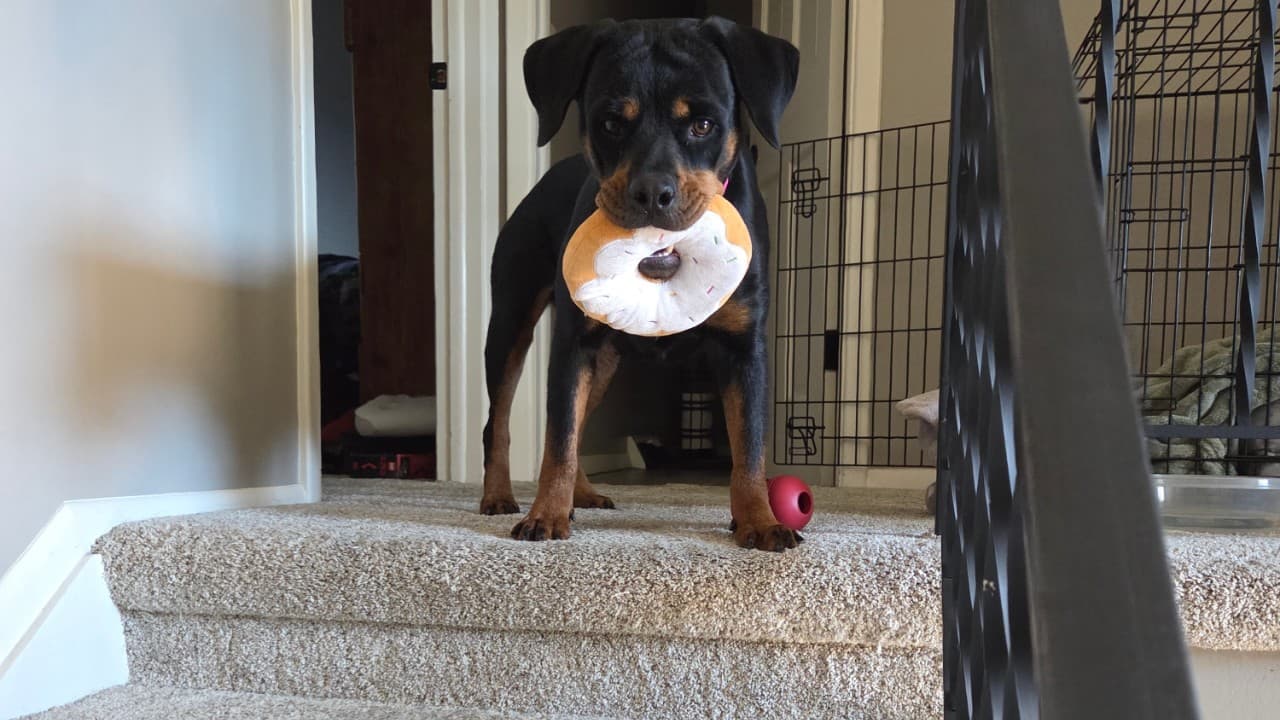 What It Really Costs to Rescue a Dog from an Overcrowded Shelter