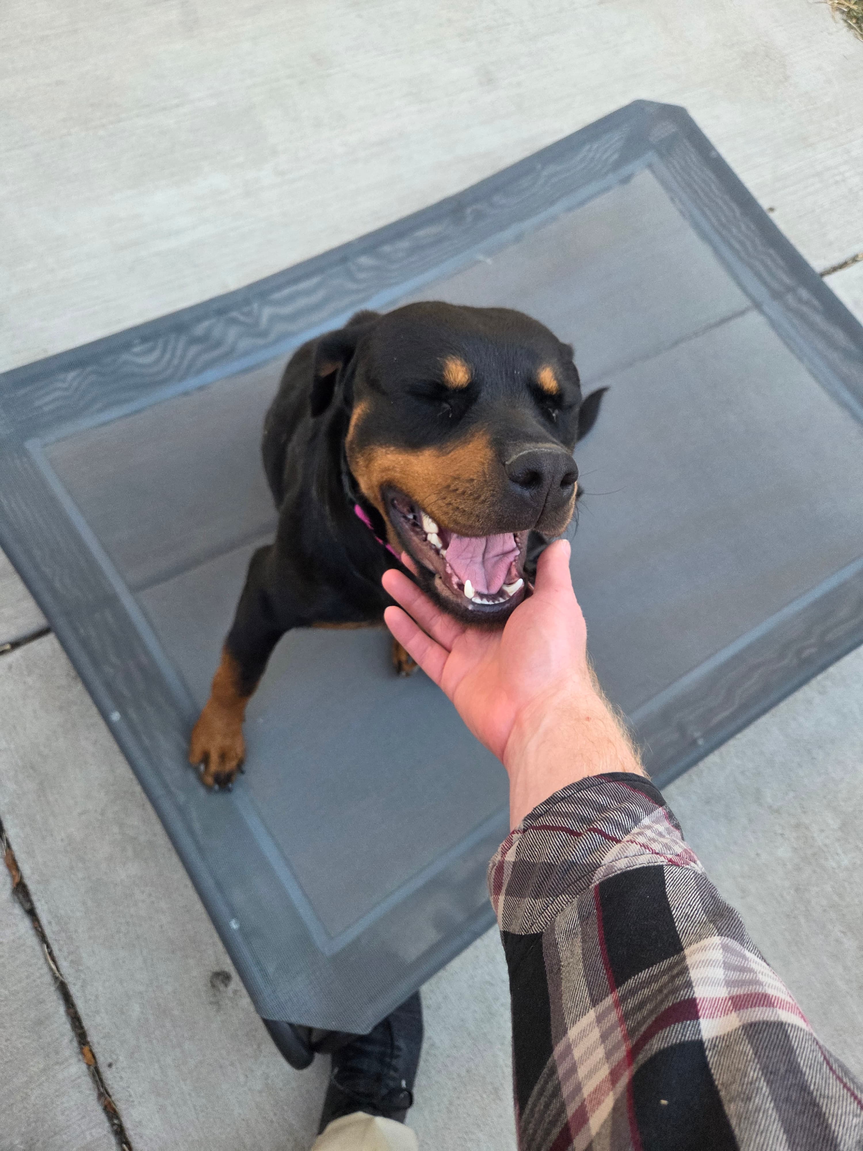 Bex, rescued Rottweiler